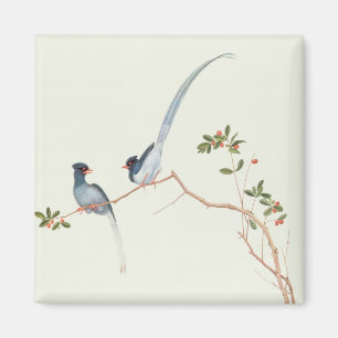 Red-billed blue magpies,a branch red berries magnet