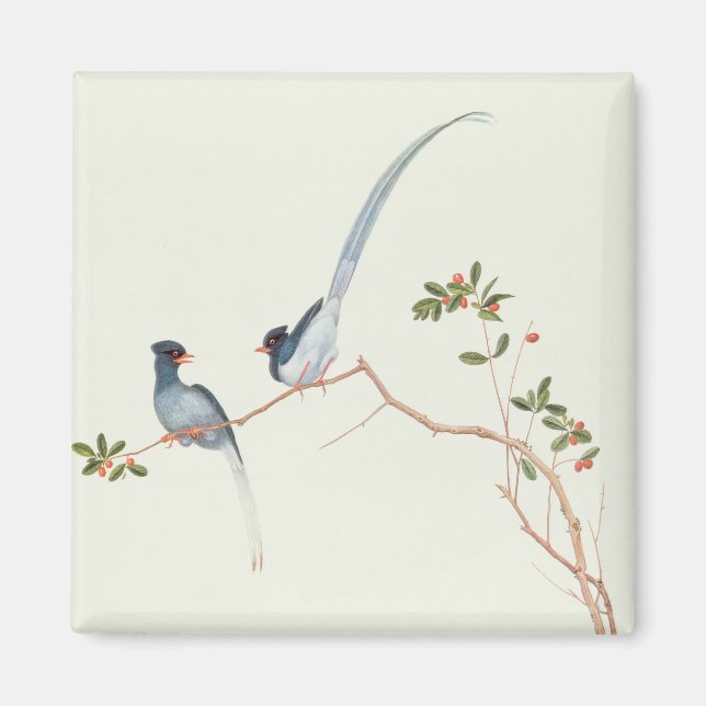Red-billed blue magpies,a branch red berries magnet (Front)