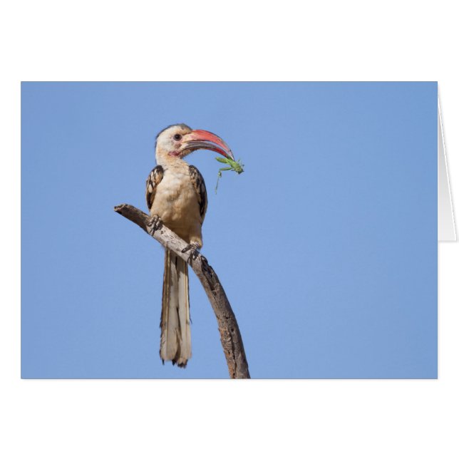 Red-billed Hornbill (Front Horizontal)