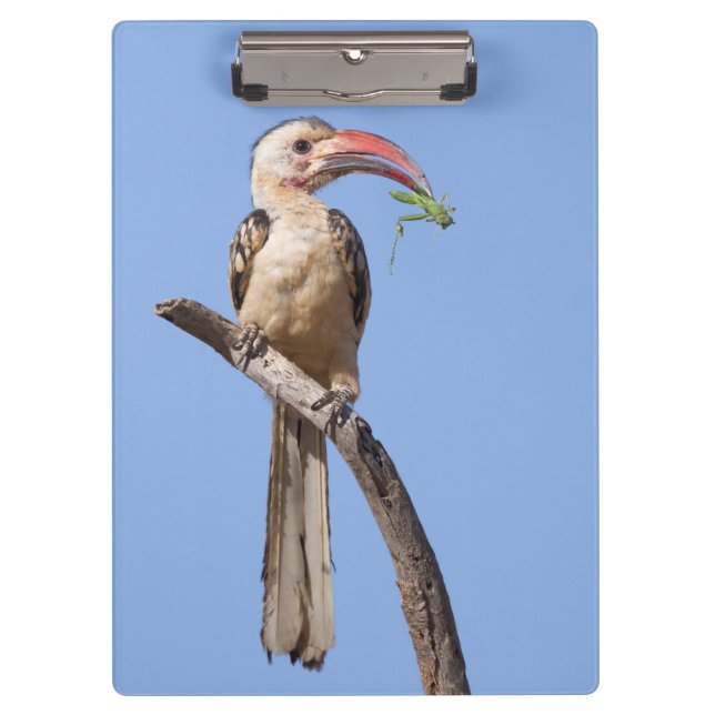 Red-billed Hornbill Clipboard (Front)
