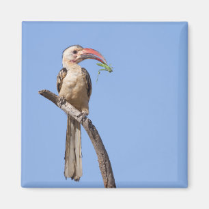 Red-billed Hornbill Magnet