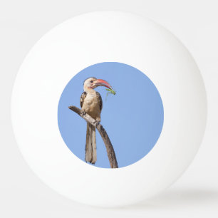 Red-billed Hornbill Ping Pong Ball