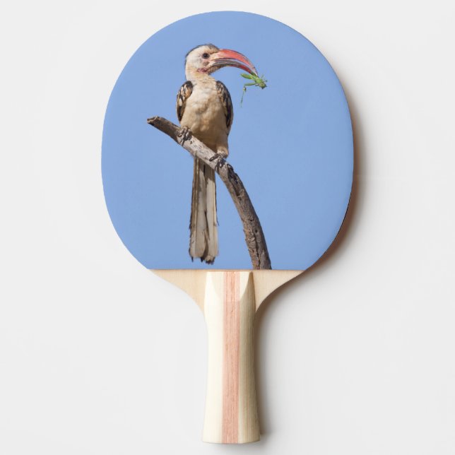 Red-billed Hornbill Ping Pong Paddle (Front)