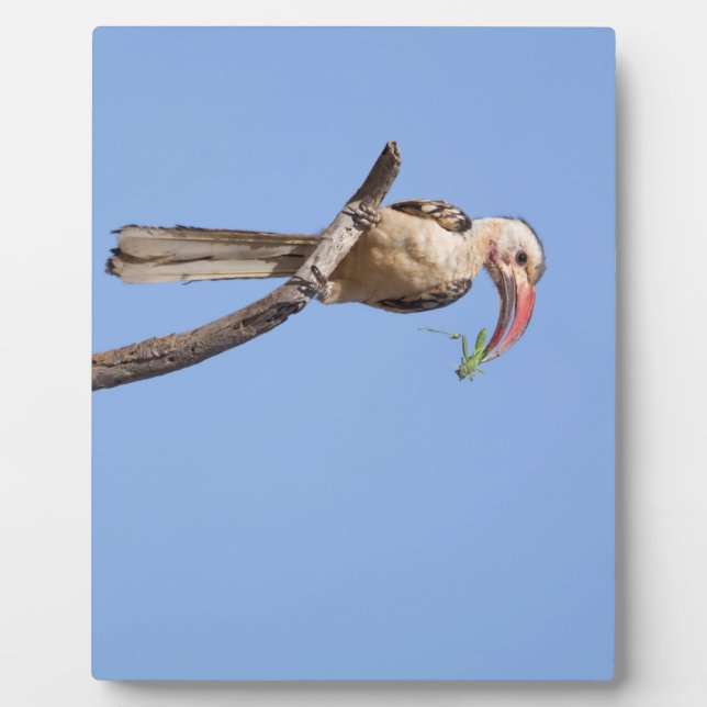 Red-billed Hornbill Plaque (Front)