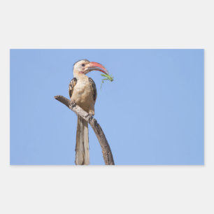 Red-billed Hornbill Rectangular Sticker