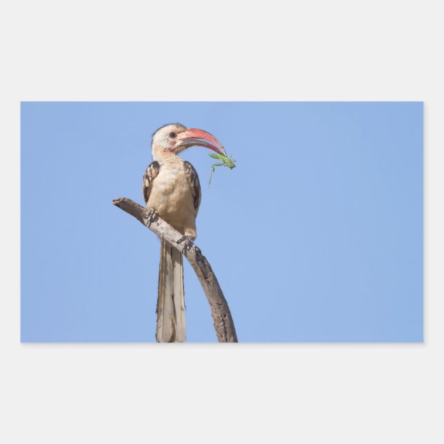 Red-billed Hornbill Rectangular Sticker (Front)