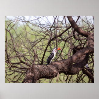 Red-billed Hornbill — Sentinel of the Savannah Poster