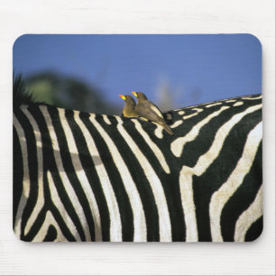 Red-billed oxpecker bird on a Zebra back- Zimbabwe Mouse Pad