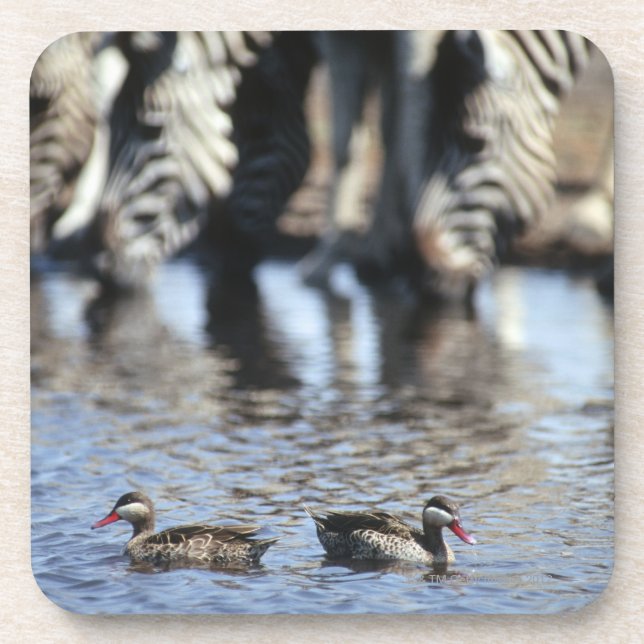 Red-billed teal (Anas erythrorhyncha) pair in Coaster (Front)