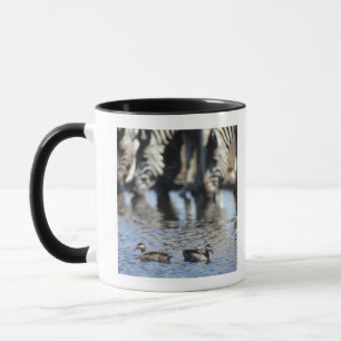 Red-billed teal (Anas erythrorhyncha) pair in Mug