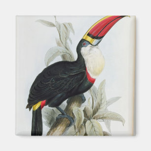 Red-Billed Toucan, from 'A Monograph of the Rampha Magnet