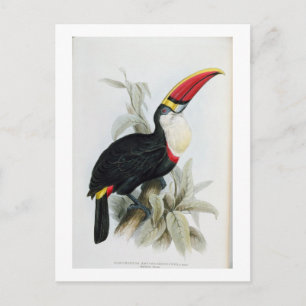 Red-Billed Toucan, from 'A Monograph of the Rampha Postcard