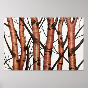 red birches poster