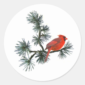 Red Bird in Pine Stickers