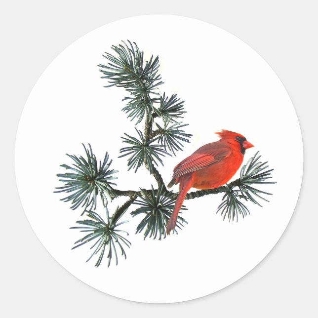 Red Bird in Pine Stickers (Front)