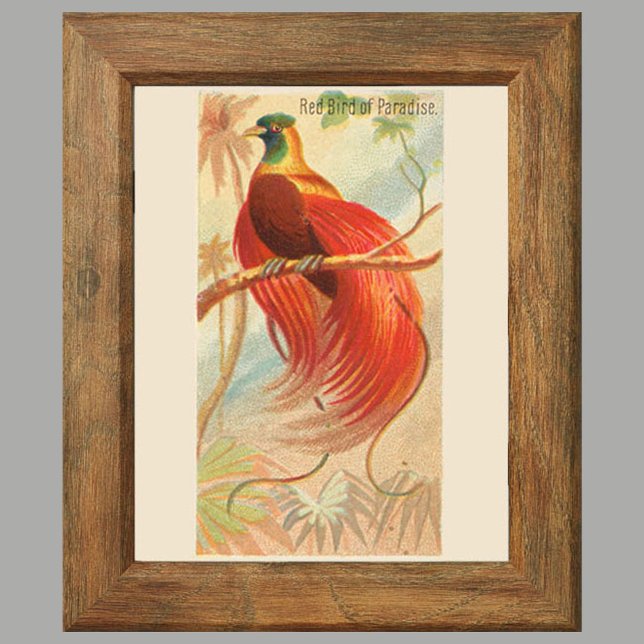 Red Bird of Paradise, Gallery Wall Set of 6, 1/6 Poster (Creator Uploaded)