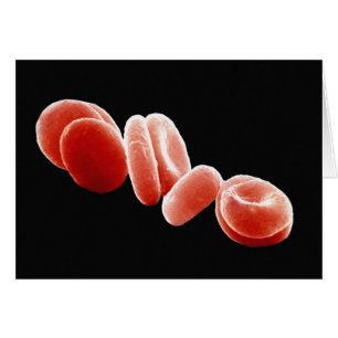 Red Blood Cells