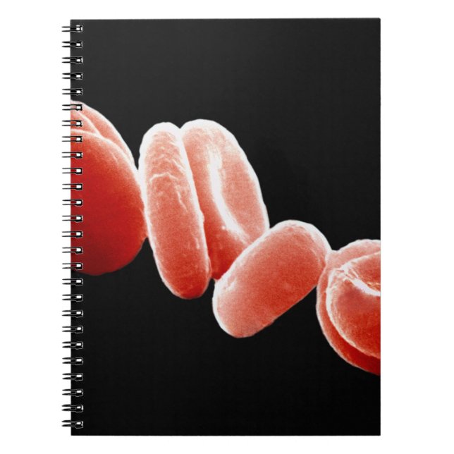 Red Blood Cells Notebook (Front)