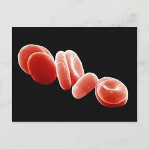 Red Blood Cells Postcard