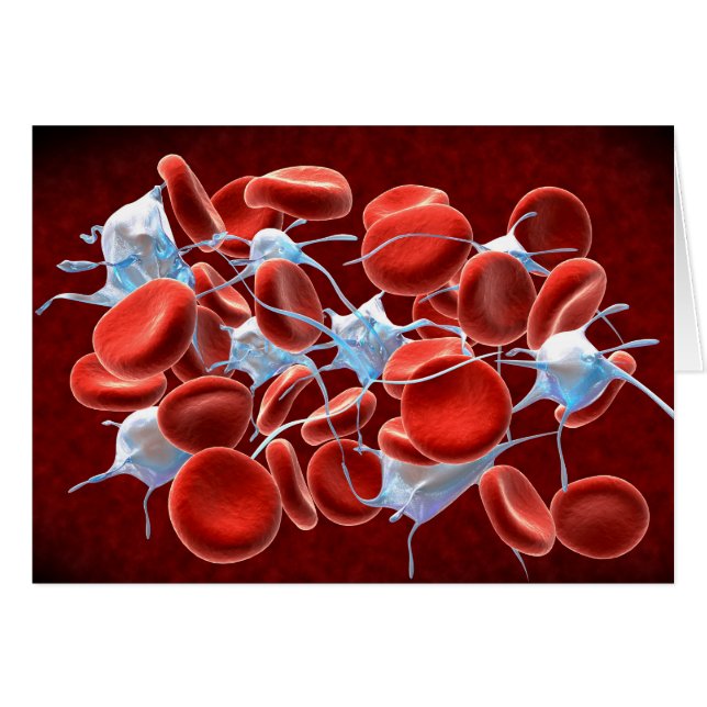 Red Blood Cells With Leukocytes (Front Horizontal)