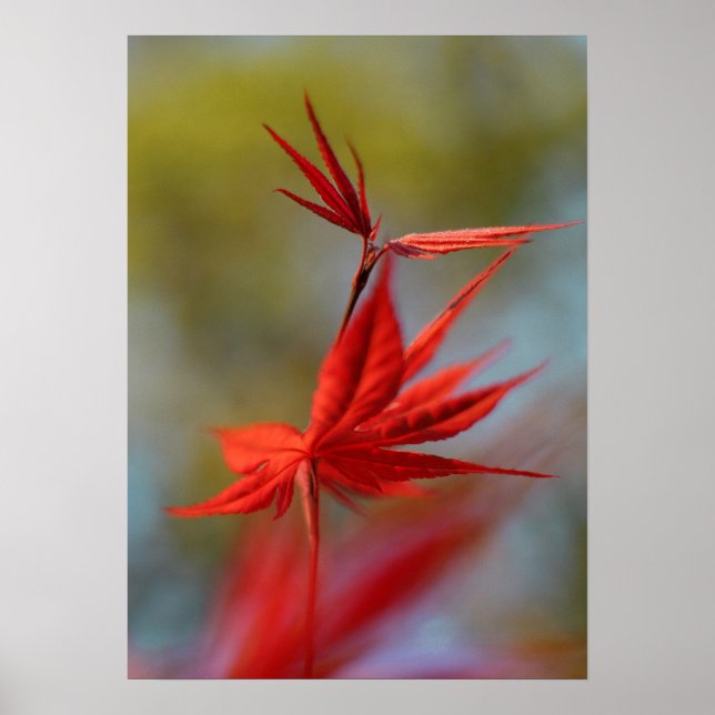 "Red Bloom", Maple Leaf Poster (Front)