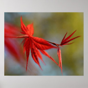 "Red Bloom", Maple leaf Poster