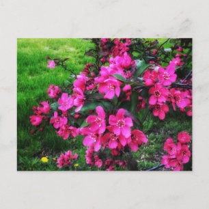 RED BLOSSOMS BRIGHT POSTCARD