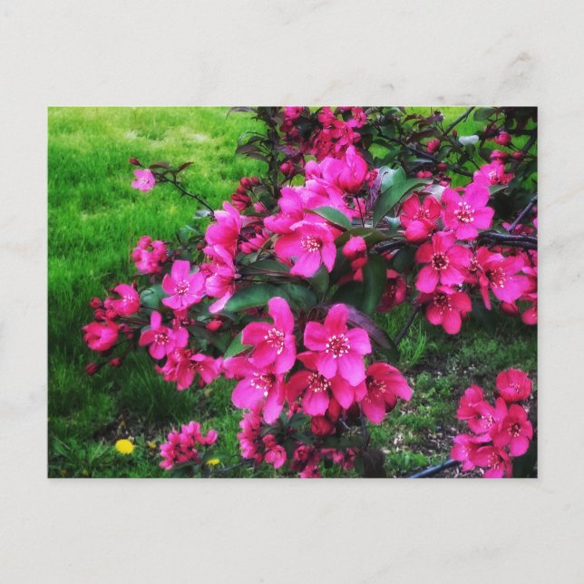 RED BLOSSOMS BRIGHT POSTCARD (Front)