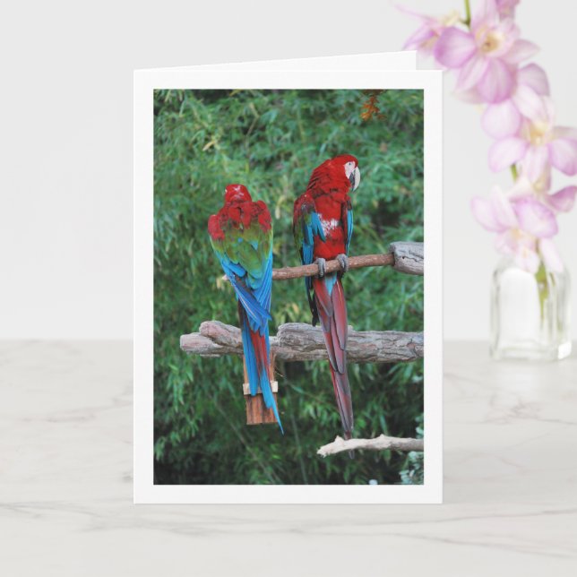 Red Blue And Green Parrots Card (Orchid)