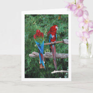 Red Blue And Green Parrots Card