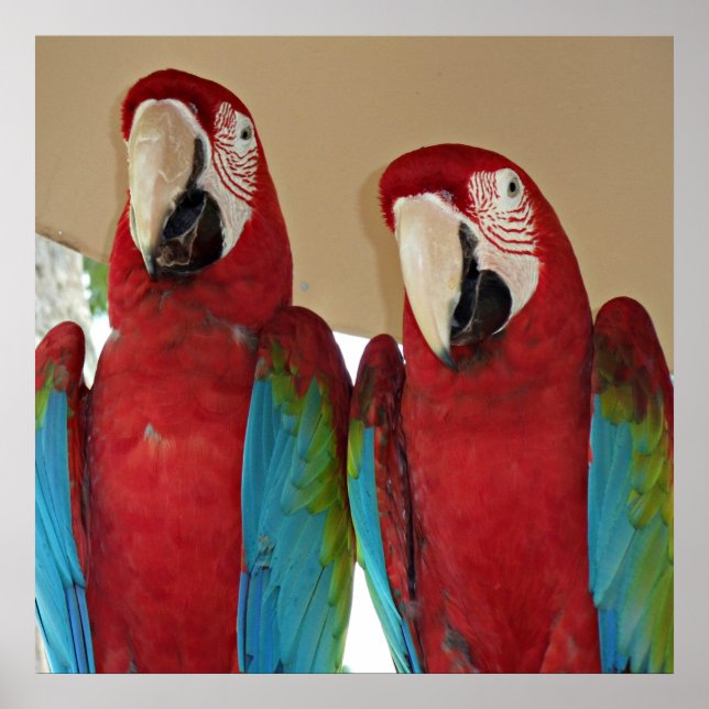 Red, Blue, Green Macaws (Parrots) Poster (Front)