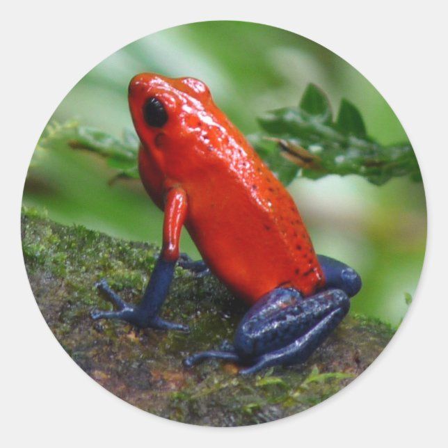 Red & Blue Poison Dart Frog Classic Round Sticker (Front)
