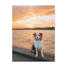 Red Border Collie Sunset Lake Dock