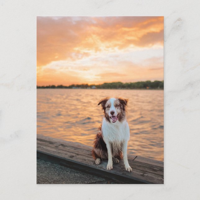 Red Border Collie Sunset Lake Dock Postcard (Front)