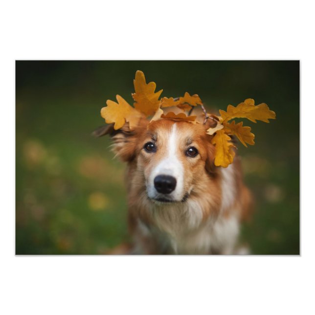 Red Border Collie With a Garland of Autumn Leaves Photo Print (Front)