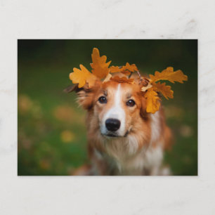 Red Border Collie With a Garland of Autumn Leaves Postcard