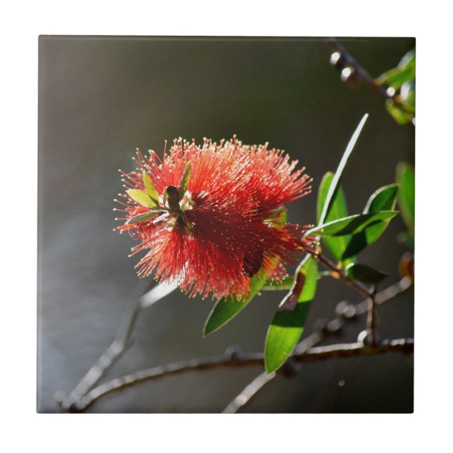 RED BOTTLE BRUSH FLOWER CALLISTEMON  AUSTRALIA TILE (Front)