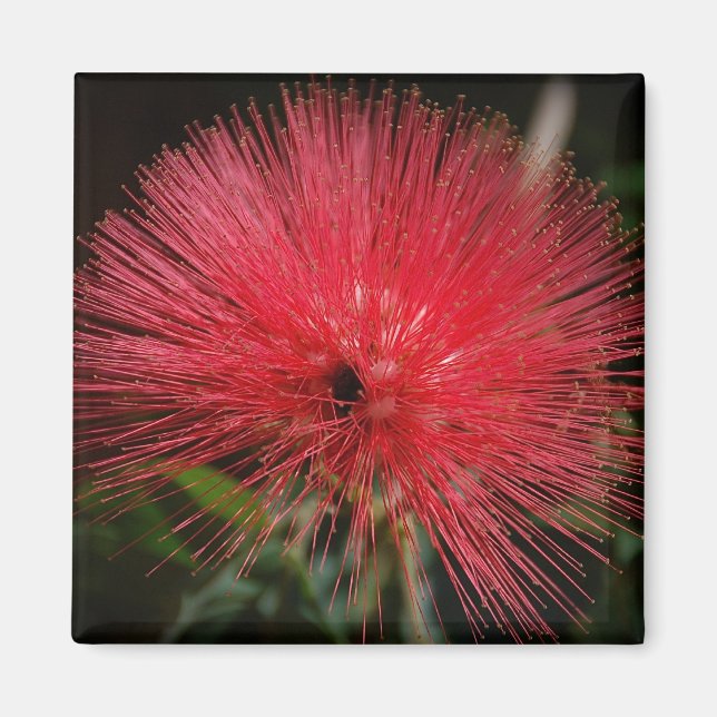 Red Bottle Brush Magnet (Front)
