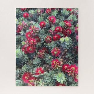 Red Bottlebrush, Chino Hills Jigsaw Puzzle