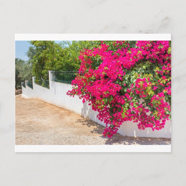 Red bougainville flowers blooming on white wall.JP Postcard (Front)