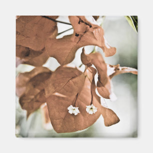 Red Bougainvillea Magnet