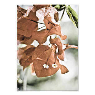 Red Bougainvillea Photo Print