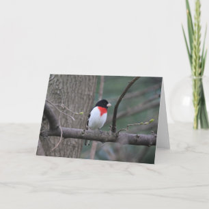 Red-Breasted Grosbeak card