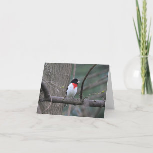 Red-breasted Grosbeak Thank You Card
