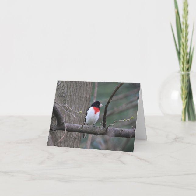 Red-breasted Grosbeak Thank You Card (Front)