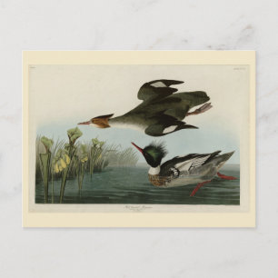 Red-breasted Merganser, Audubon's Birds of America Postcard