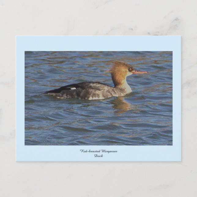 Red-breasted Merganser Duck Postcard (Front)