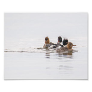 Red Breasted Merganser Photo Print