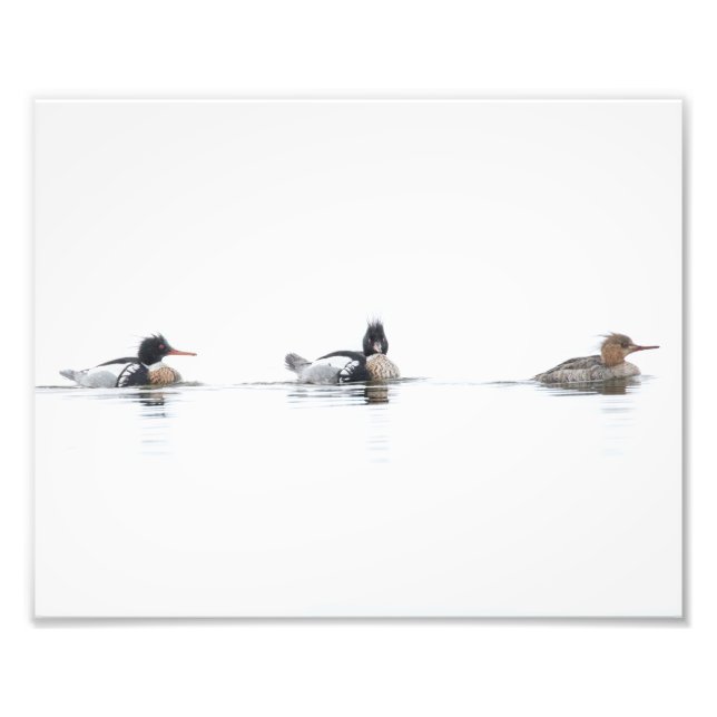 Red Breasted Merganser Photo Print on Foggy Lake (Front)