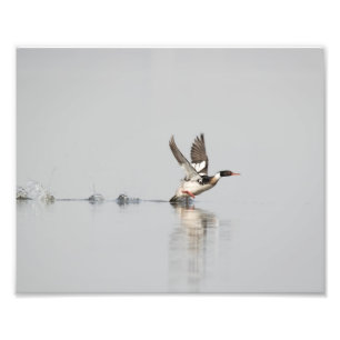 Red-breasted Merganser Taking to Flight Print